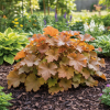 Żurawka Rex™ Dark Amber Heuchera Rex™ Dark Amber 1