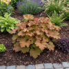 Żurawka Rex™ Dark Amber Heuchera Rex™ Dark Amber 3