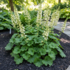Żurawka Schneewittchen Heuchera 'Schneewittchen' 3