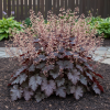 Żurawka Story Seas Heuchera "Story Seas" 3
