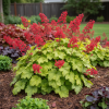 Żurawka Tokyo Heuchera 'Tokyo' 2