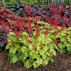 Żurawka Tokyo Heuchera 'Tokyo' 3