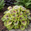 Żurawka Fire Frost Heuchera 'Fire Frost' 3