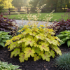 Żurawka Alabama Sunrise Heuchera 'Alabama Sunrise' 1