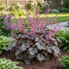 Żurawka Heuchera Milan Heuchera Milan 3