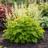 Żurawka Heuchera Rex™ Lime Heuchera Rex™ Lime 3