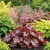 Żurawka Heuhera Camencita Heuchera 'Camencita 1
