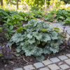 Żurawka Heuchera Venus Heuchera 'Venus' 4