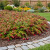 Żurawina wielkoowocowa Early Black Vaccinium macrocarpon 'Early Black' 4