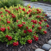 Żurawina wielkoowocowa McFarlin Vaccinium macrocarpon 'McFarlin ' 5
