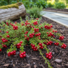 Żurawina wielkoowocowa PILGRIM Vaccinium macrocarpon 'PILGRIM ' 4