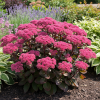 Rozchodnik okazały "Oriental Dancer" Sedum spectabile Oriental Dancer 2