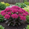 Rozchodnik okazały "Oriental Dancer" Sedum spectabile Oriental Dancer 3