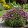 Lawenda francuska Bandera Deep Rose Lavandula stoechas Bandera Deep Rose 1