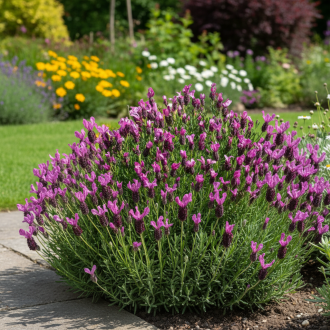 Lawenda francuska Bandera Deep Rose Lavandula stoechas Bandera Deep Rose 1