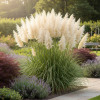 Trawa pampasowa White Feather Cortaderia selloana 'White Feather' 3