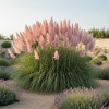 Trawa pampasowa Pink Feather Cortaderia selloana 'Pink Feather' 1