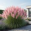 Trawa pampasowa Pink Feather Cortaderia selloana 'Pink Feather' 3