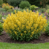 Kłosowiec Kudos Yellow Agastache hybrida "Kudos Yellow" 3