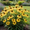 Jeżówka purpurowa Mellow Yellows Echinacea purpurea 'Mellow Yellows' 3