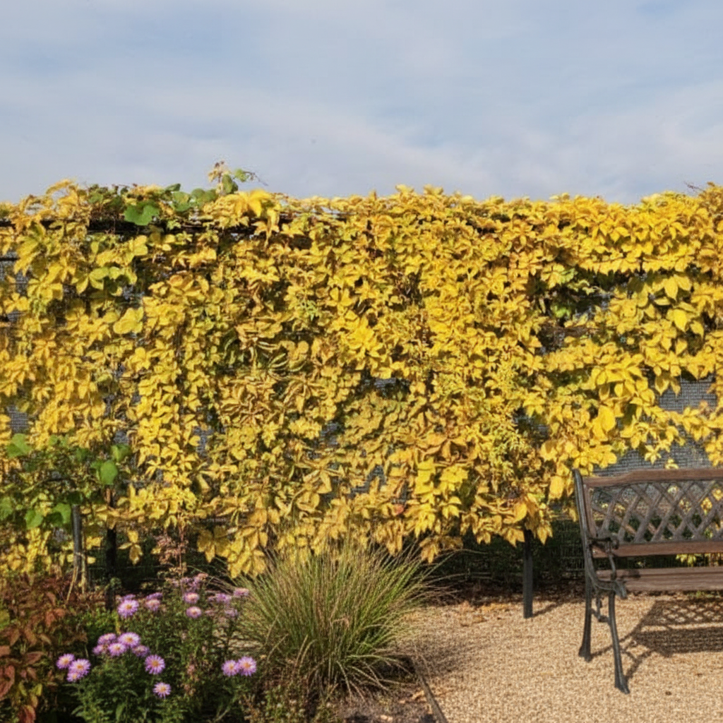 Winobluszcz pięciolistkowy Yellow Wall