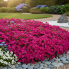 Żagwin ogrodowy Regado Red Aubrieta x cultorum 'Regado Red' 1