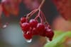 Kalina koralowa Compactum - czerwone owoce Viburnum opulus 'Compactum' 7