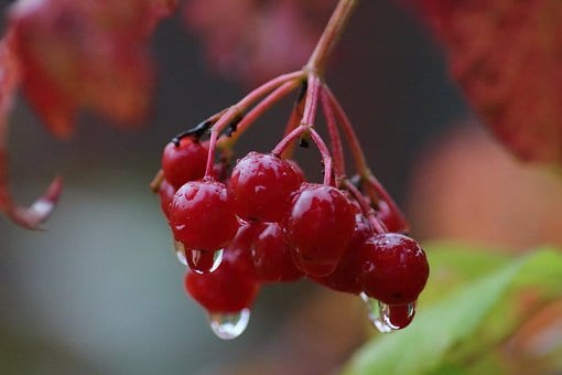 Kalina koralowa Compactum - czerwone owoce Viburnum opulus 'Compactum' 7