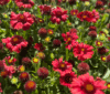 Gailardia Mesa RED - Krwista czerwień Gailardia Mesa RED 4