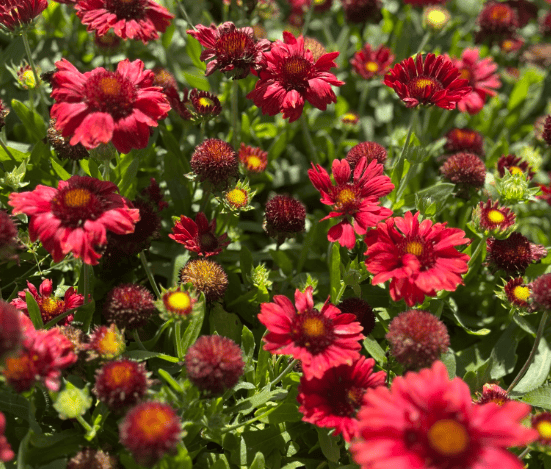Gailardia Mesa RED - Krwista czerwień Gailardia Mesa RED 4