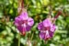 Bodziszek kantabryjski Bevan's Variety - PACHNĄCE LIŚCIE, CUDOWNE KWIATY Geranium x cantabrigiense 'Bavan's Variety' 4