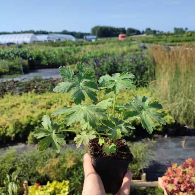 Bodziszek kantabryjski Biokovo - biały Geranium x cantabrigiense "Boikovo" 2
