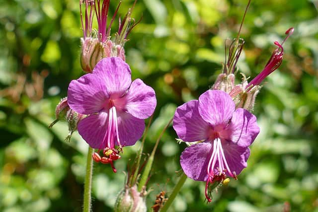 Bodziszek kantabryjski Bevan's Variety - PACHNĄCE LIŚCIE, CUDOWNE KWIATY Geranium x cantabrigiense 'Bavan's Variety' 4