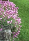 Gęsiówka Little Treasure Deep Rose - różowa odmiana Gypsophila repens 'Deep rose; 4