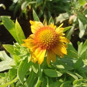 Gailardia Mesa Peach