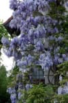 Glicynia chińska - wisteria - FIOLETOWE PNĄCZE C2 Wisteria sinensis 3