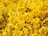 Forsycja Maluch- Miniaturowa do ogrodu i donic Forsythia × intermedia 'Maluch' 7