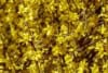 Forsycja Maluch- Miniaturowa do ogrodu i donic Forsythia × intermedia 'Maluch' 8