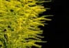 Nawłoć Sercowata Golden Fleece - odmiana miniaturowa jesienna Solidago sphacelata 'Golden Fleece' 2