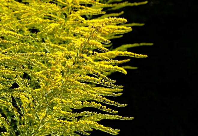 Nawłoć Sercowata Golden Fleece - odmiana miniaturowa jesienna Solidago sphacelata 'Golden Fleece' 2