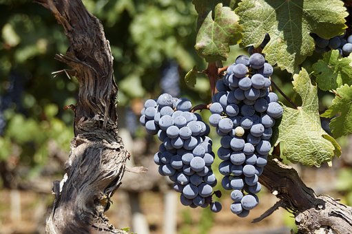 Winogron Winorośl Leon Millot Niebieska - ODMIANA PROFESJONALNA Vitis vinifera 'Leon Millot' 8