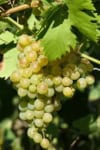 Winogron winorośl Cayuga White - IDEALNE NA WINO Vitis vinifera 'Cayuga White' 4