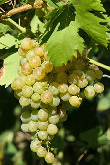 Winogron winorośl Cayuga White - IDEALNE NA WINO Vitis vinifera 'Cayuga White' 4