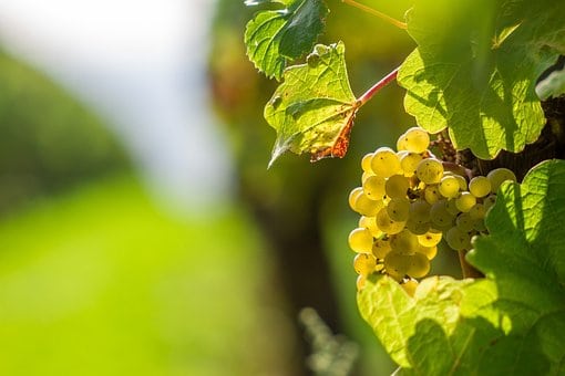 Winogron winorośl REFREN zielone/żółte owoce - LEKKO KWASKOWATA Vitis vinifera 'REFREN ' 7