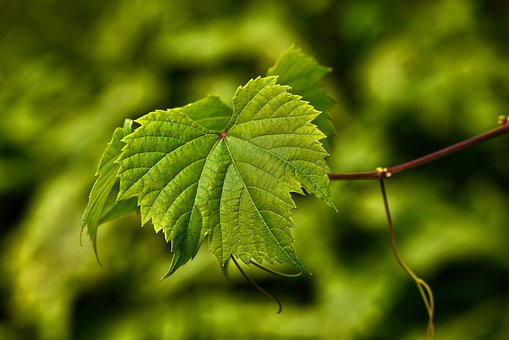 Winogron winorośl VENUS fioletowe owoce - SOCZYSTE OWOCE Vitis vinifera 'Venus' 4