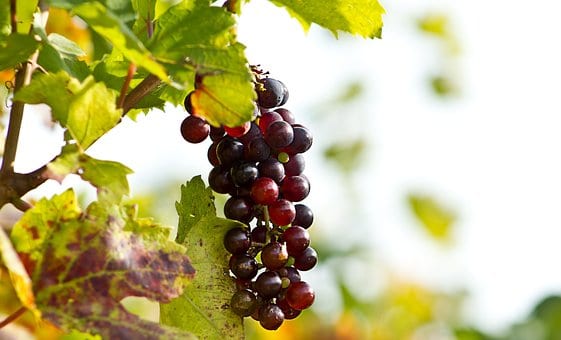 Winogron winorośl bezpestkowy Einset Seedless - ODMIANA NA RODZYNKI Vitis vinifera 'Einset seedless' 6