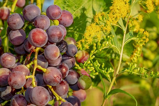Winogron winorośl bezpestkowy Einset Seedless - ODMIANA NA RODZYNKI Vitis vinifera 'Einset seedless' 5