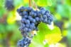 Winogron Winorośl Leon Millot Niebieska - ODMIANA PROFESJONALNA Vitis vinifera 'Leon Millot' 7