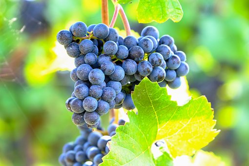 Winogron Winorośl Leon Millot Niebieska - ODMIANA PROFESJONALNA Vitis vinifera 'Leon Millot' 7