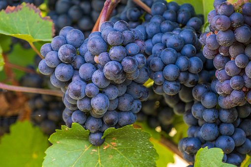 Winogron Winorośl Leon Millot Niebieska - ODMIANA PROFESJONALNA Vitis vinifera 'Leon Millot' 2